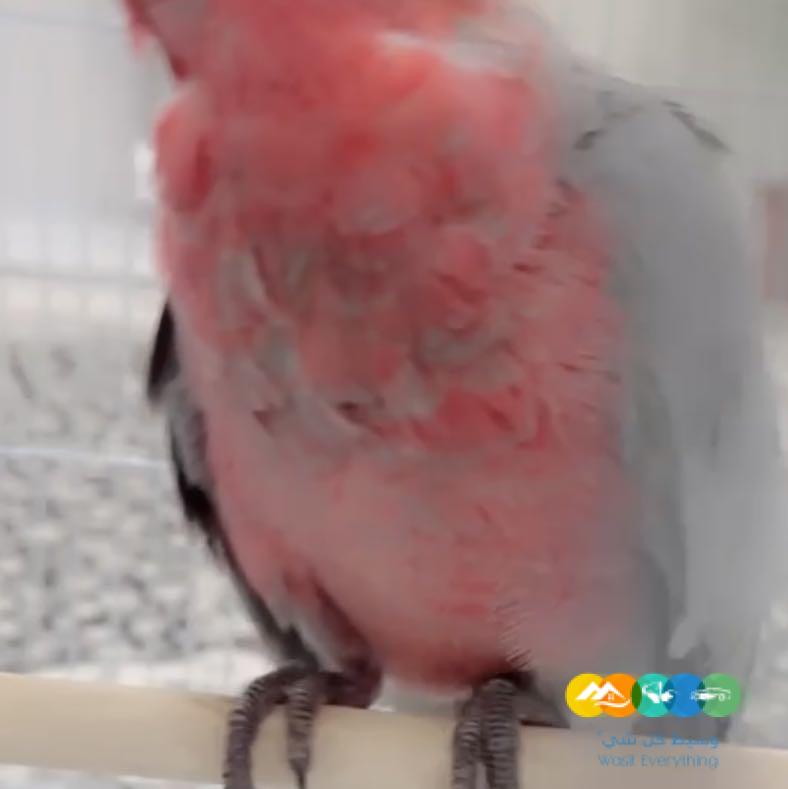 للبيع فرخ كوكاتو قالا