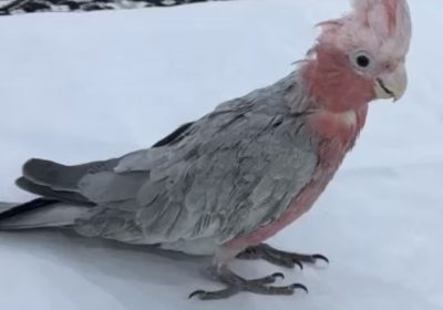 EDC26A11-03BD-440D-B38E-CCE1BBF39D19