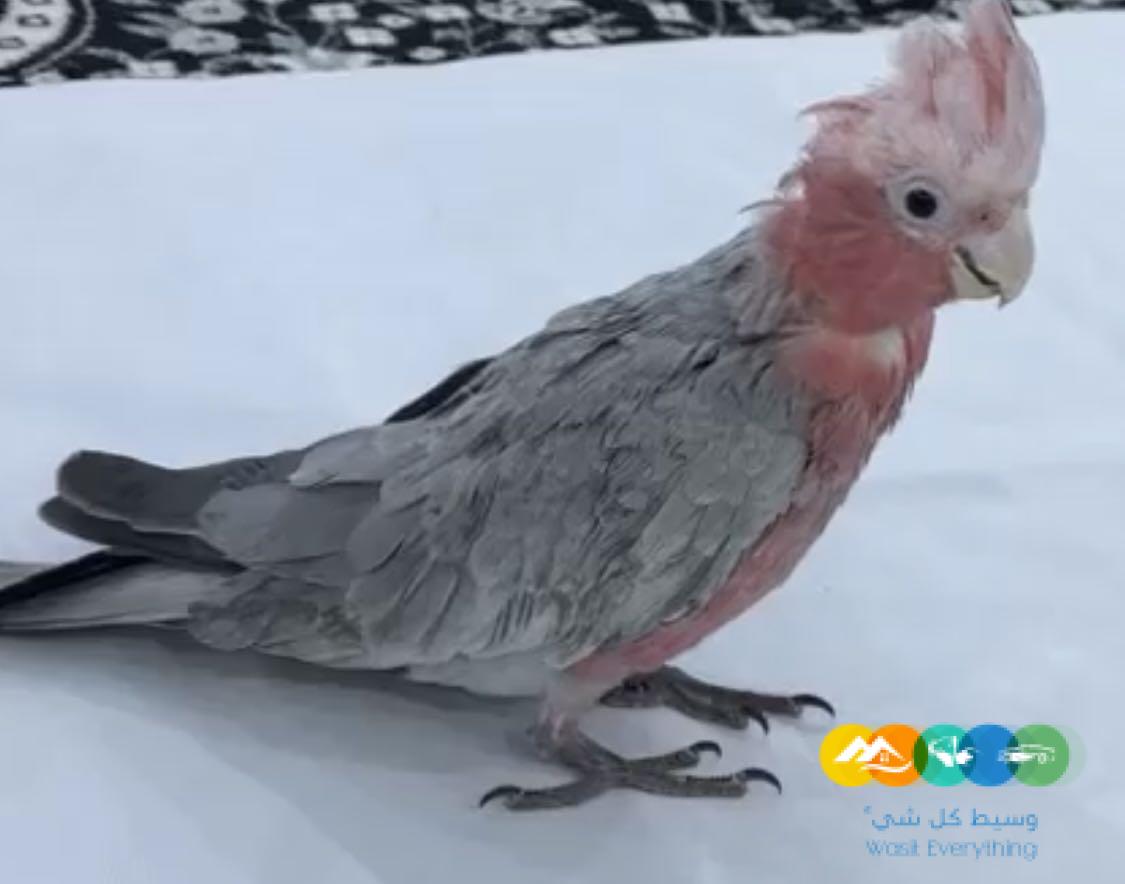 للبيع فرخ كوكاتو قالا