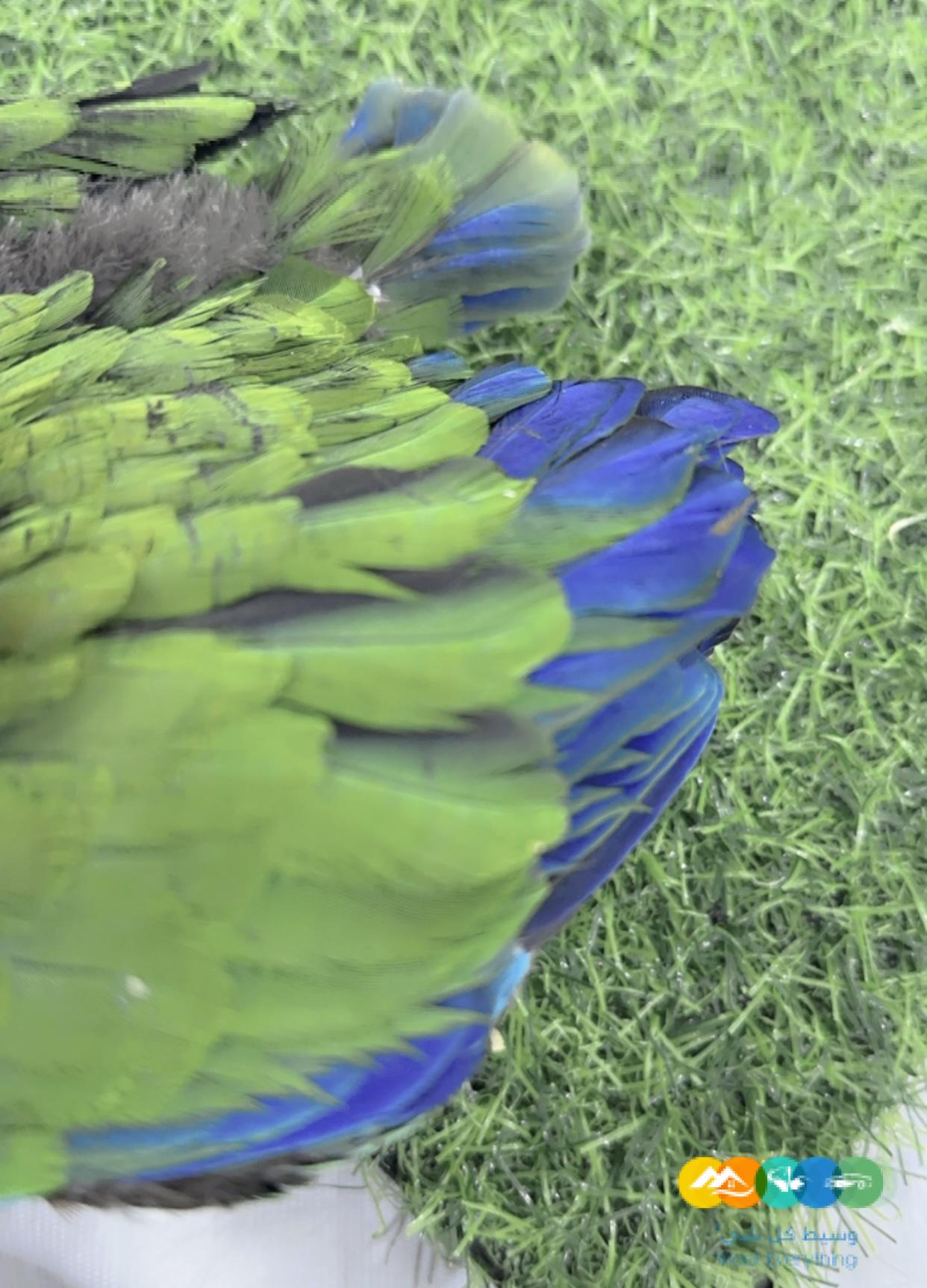 فرخ ذكر اكلكتوس