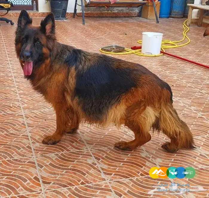 للبيع جراء جيرمن شيبرد مستوى فاخر