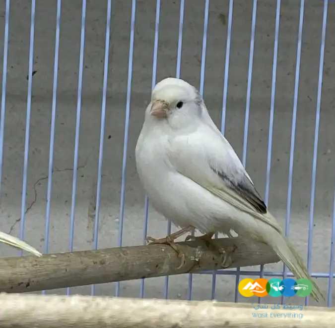 كناري سوري ابيض و ملون