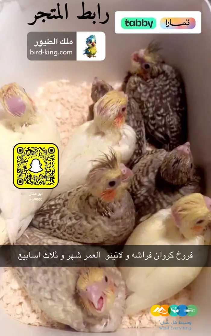 روز و كروان و دره ملونه / تم البيع