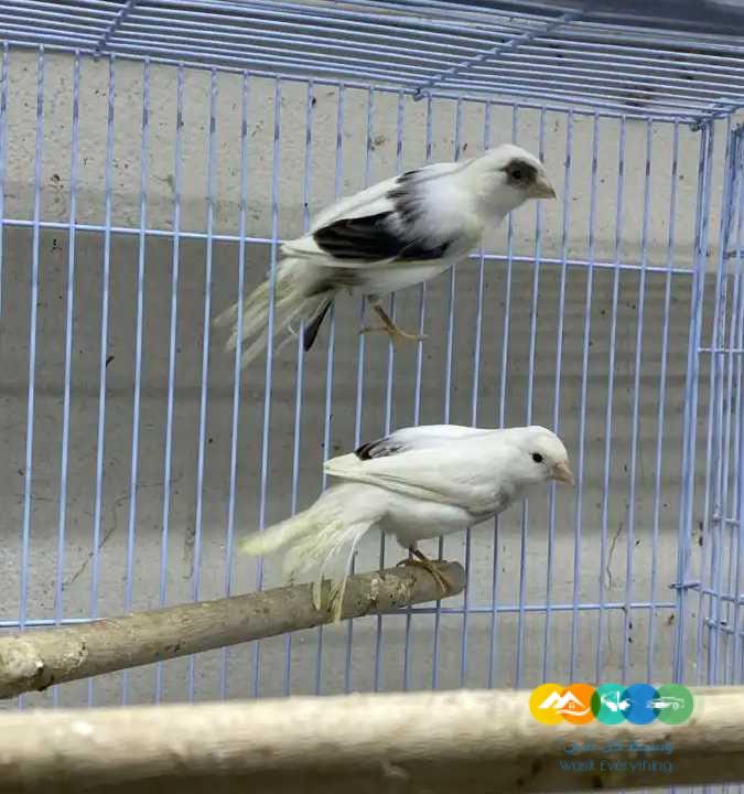 كناري سوري ابيض و ملون