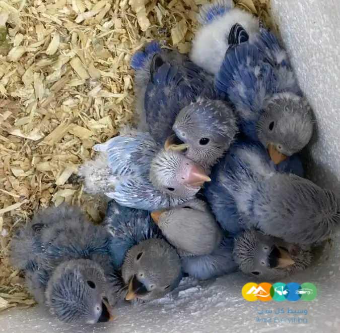 80 فرخ روز – جملة و فرادي / تم بيع الكل