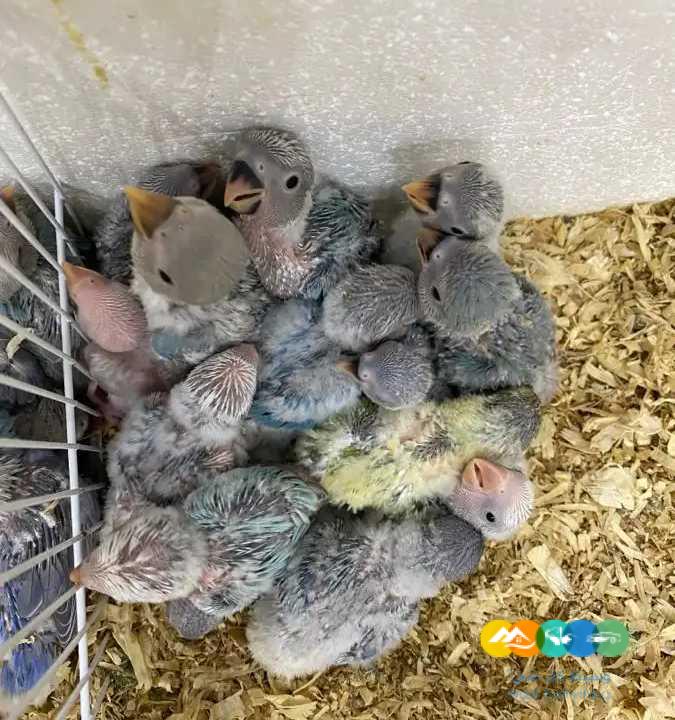 80 فرخ روز – جملة و فرادي / تم بيع الكل