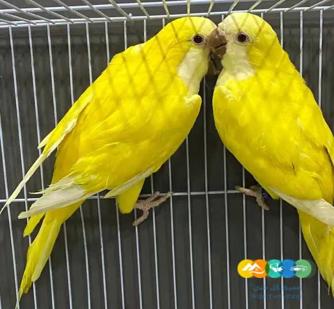 جوز كويكر لاتينو عيون حمراء