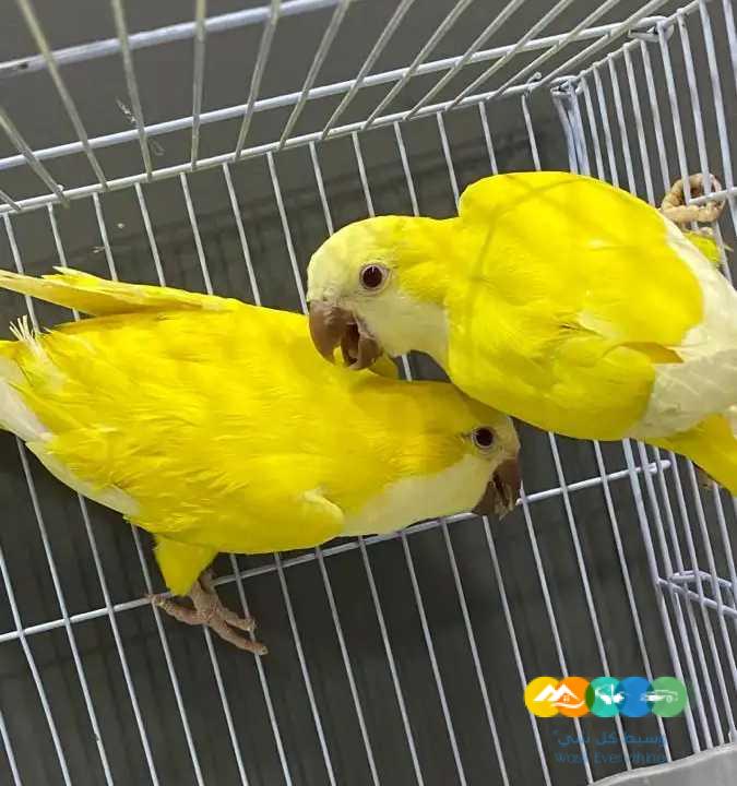 جوز كويكر لاتينو عيون حمراء