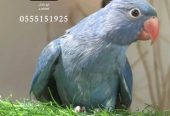 روز و كروان و دره ملونه / تم البيع