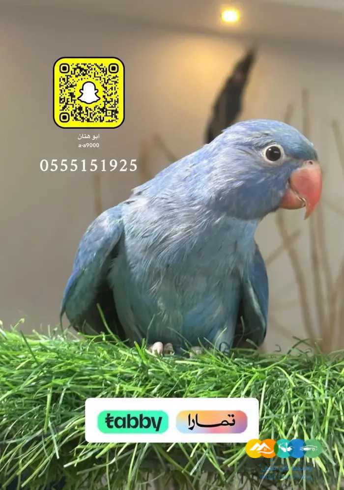 روز و كروان و دره ملونه / تم البيع