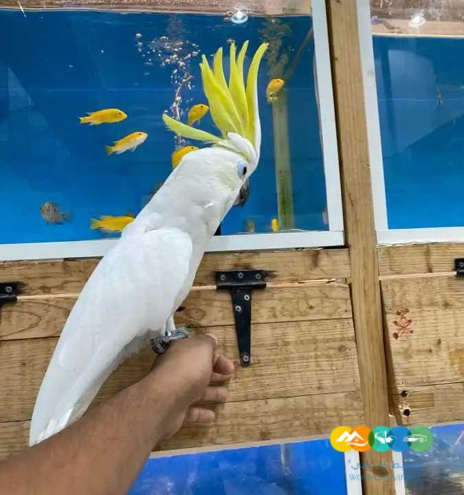 كوكاتو سلفر كرستد 6500 / تم البيع