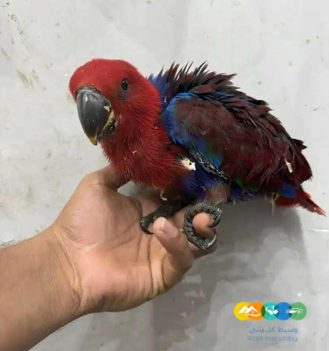 متوفر فرخ اكلكتوس ( انثى ) تم البيع