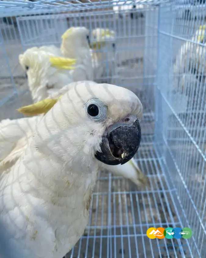 فروخ كوكاتو سلفر كرستد ▪︎ تم البيع ▪︎