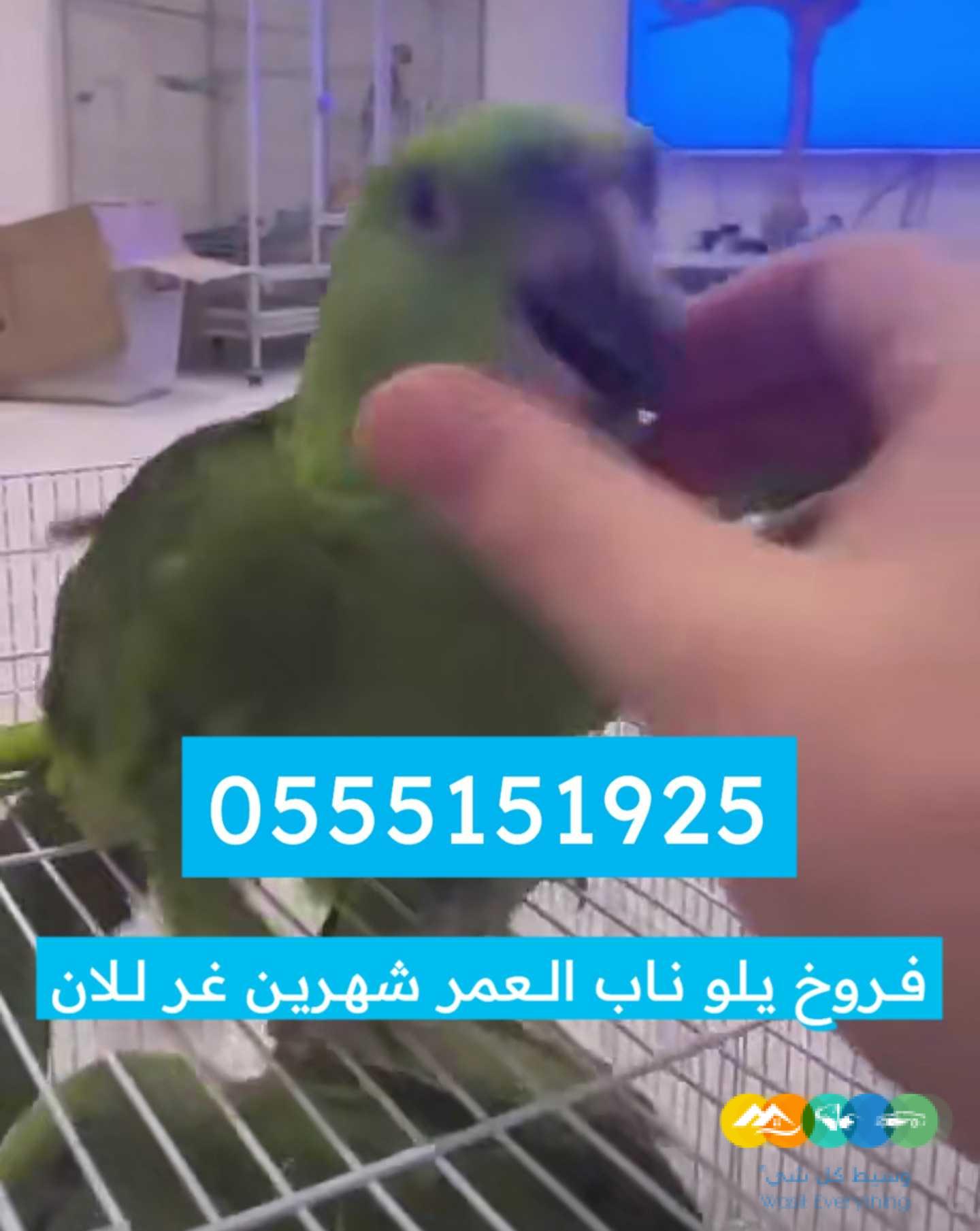 متوفر فروخ يلوناب / تم البيع