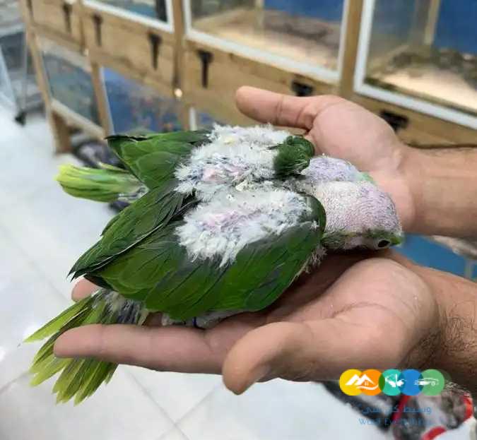 فروخ درة نيبالي (( تم البيع ))