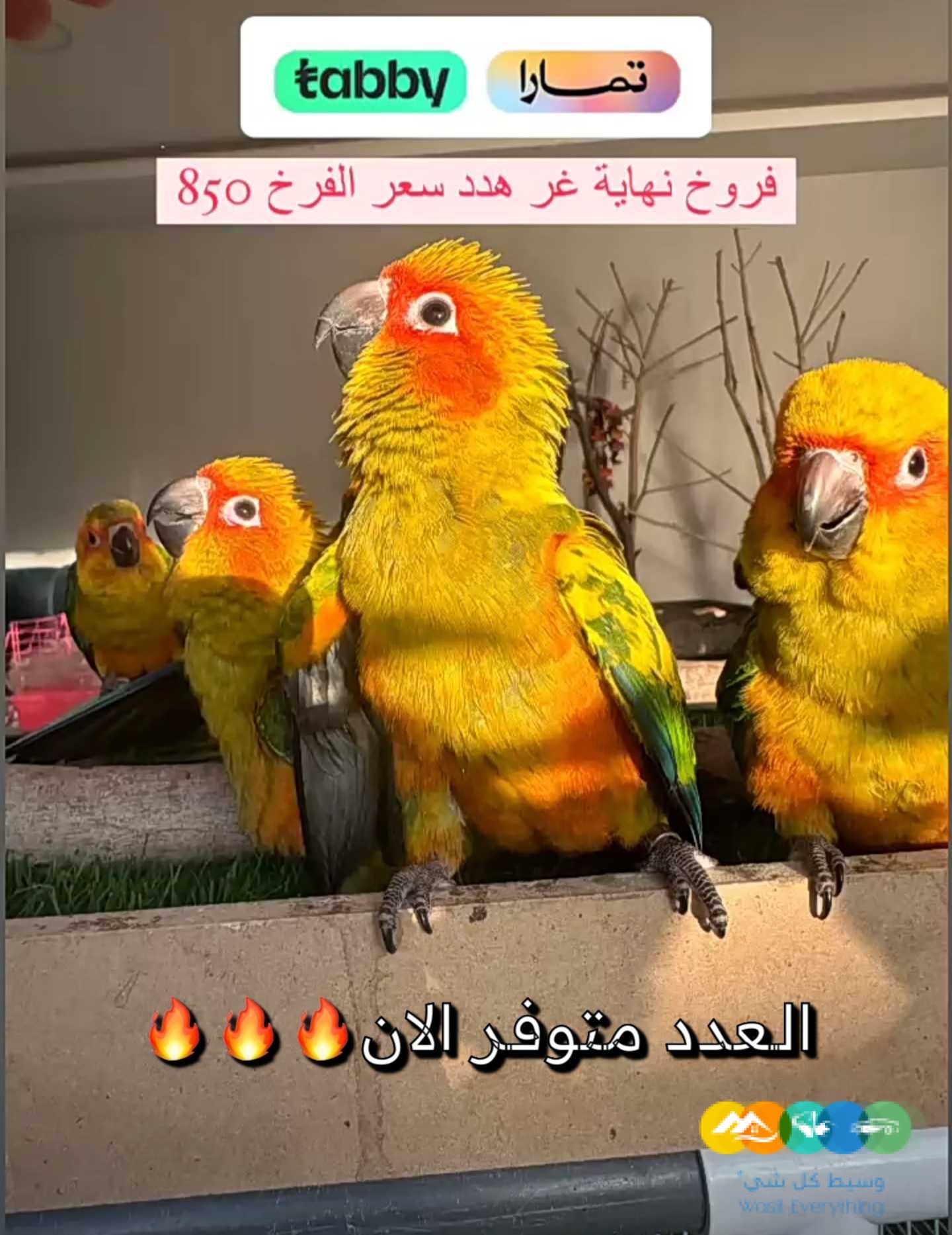 متوفر فروخ صن كنيور تقسيط / نفذت الكمية