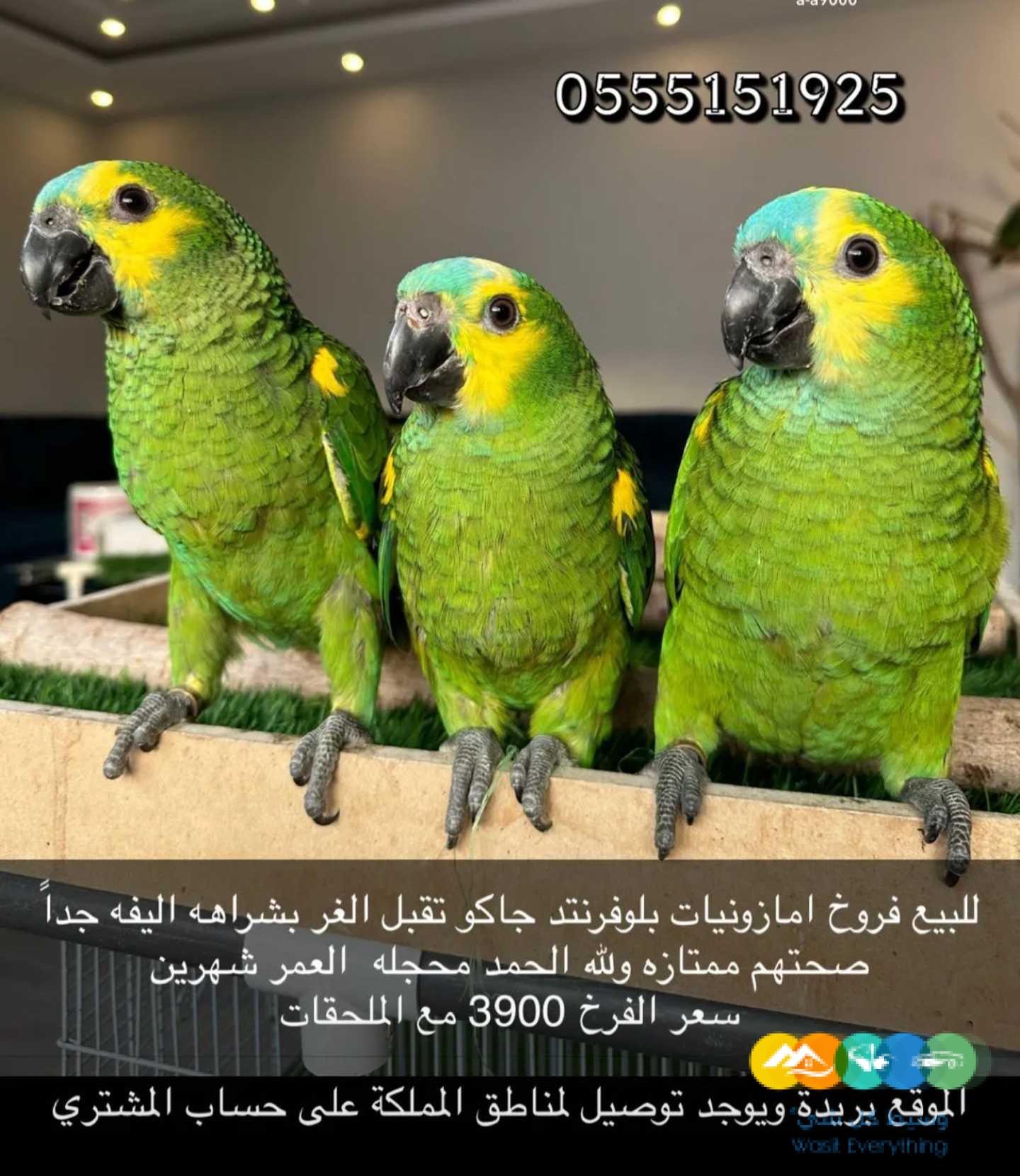 متوفر فروخ امزوني بلوفرنتد جاكو
