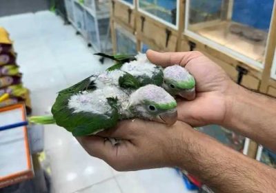 3d51b822-bb99-446c-bbef-6d1ad2ffc47b