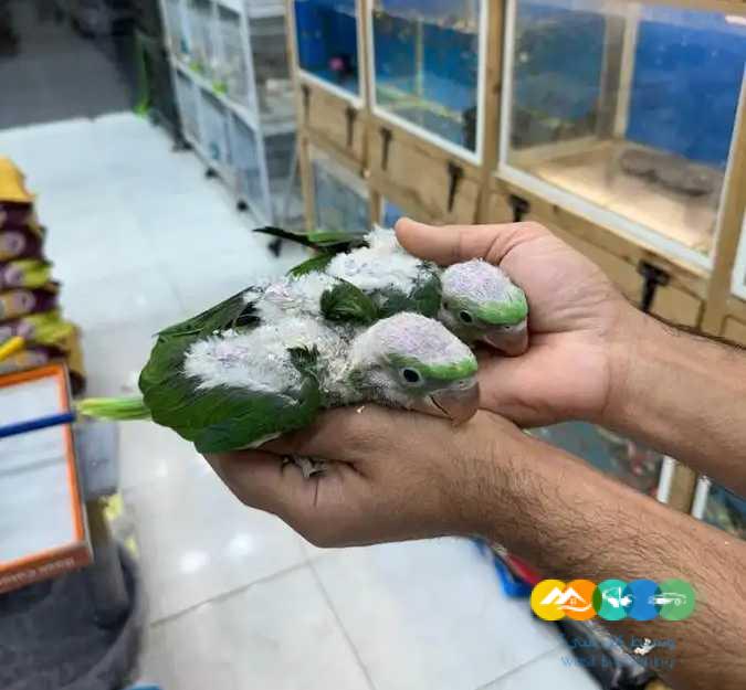 فروخ درة نيبالي (( تم البيع ))