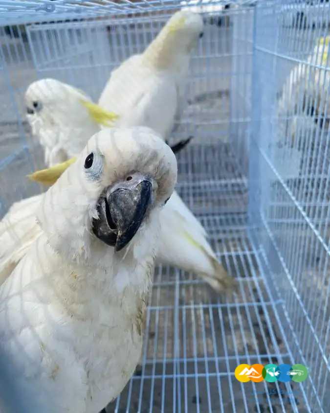 فروخ كوكاتو سلفر كرستد ▪︎ تم البيع ▪︎