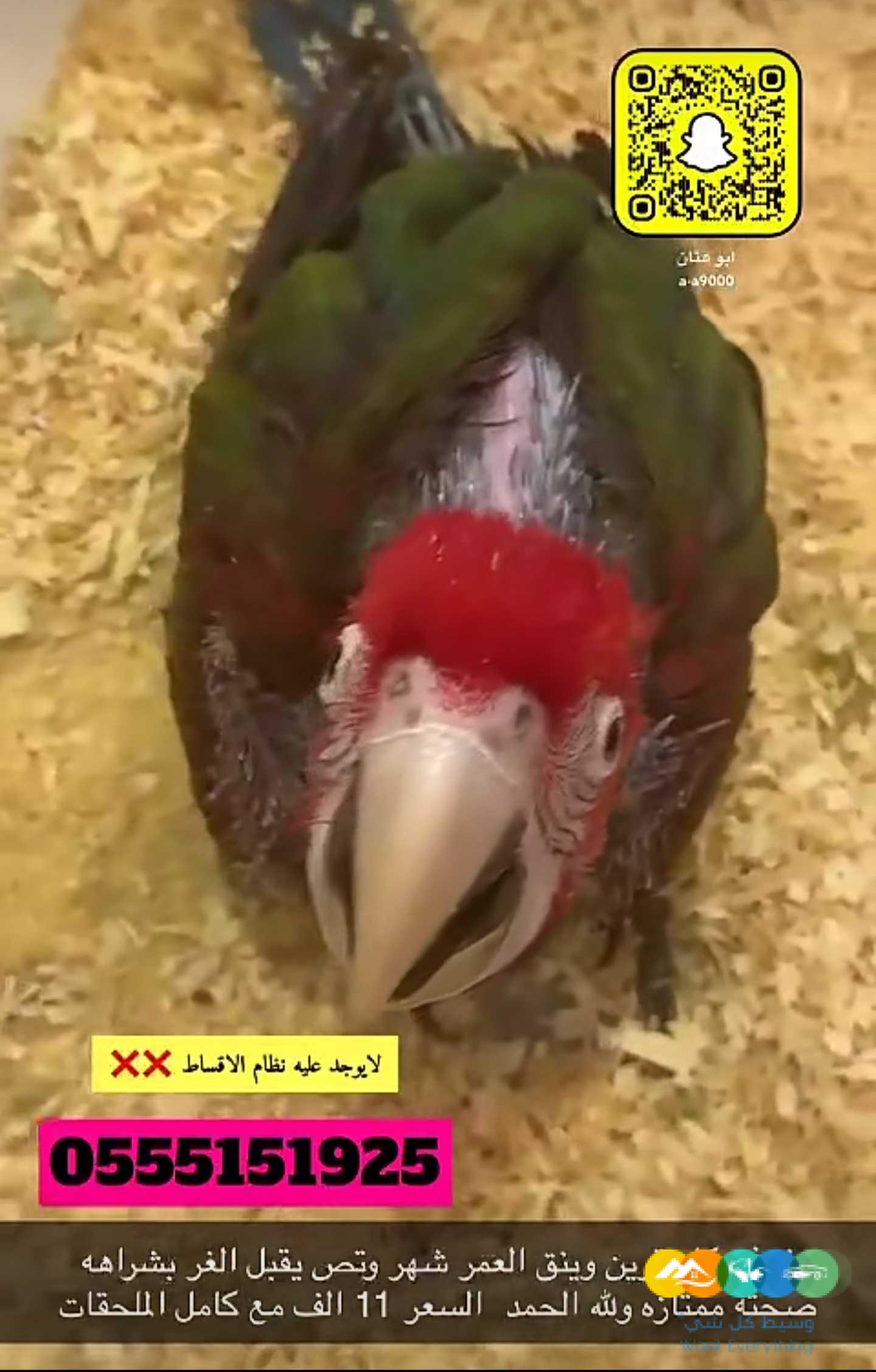 فرخ مكاو قرين وينق / تم البيع