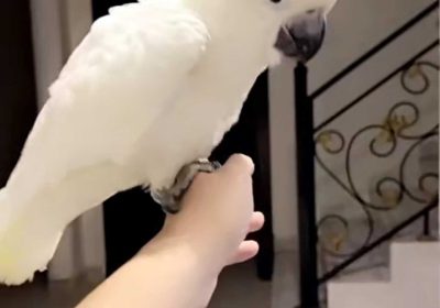 4cc610cb-494d-494a-94af-92f5baf3711f