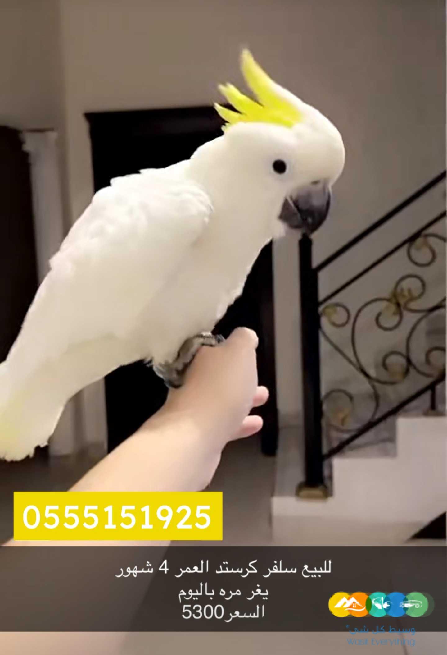 كوكاتو سلفر كرستد / تم البيع