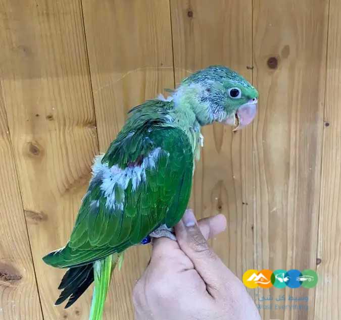 فرخ درة نيبالية – نهاية غر / تم البيع