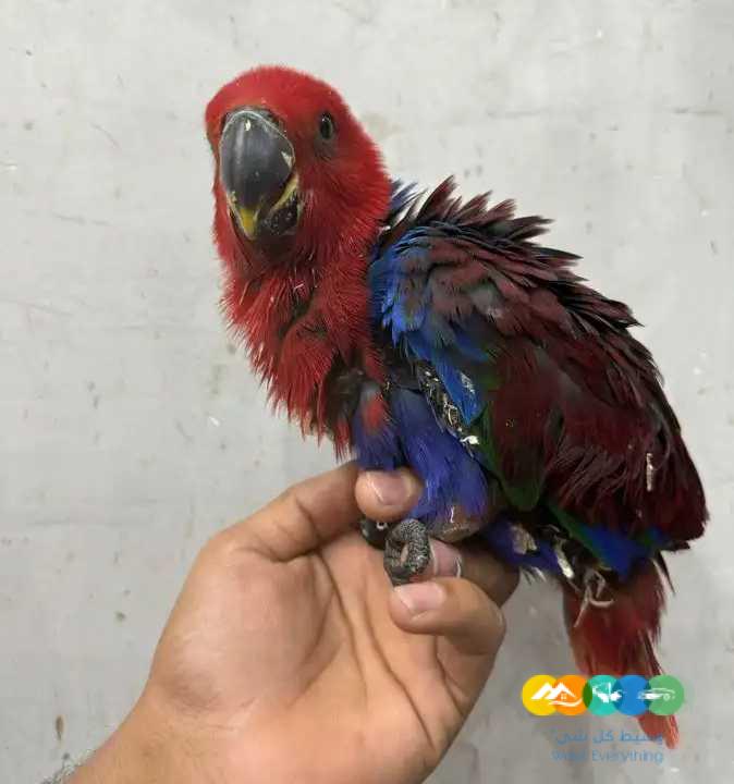 متوفر فرخ اكلكتوس ( انثى ) تم البيع