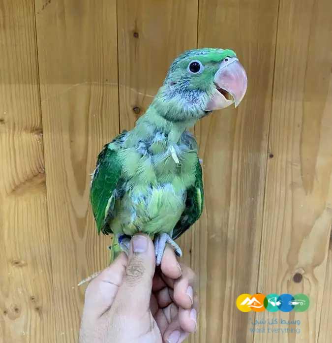 فرخ درة نيبالية – نهاية غر / تم البيع