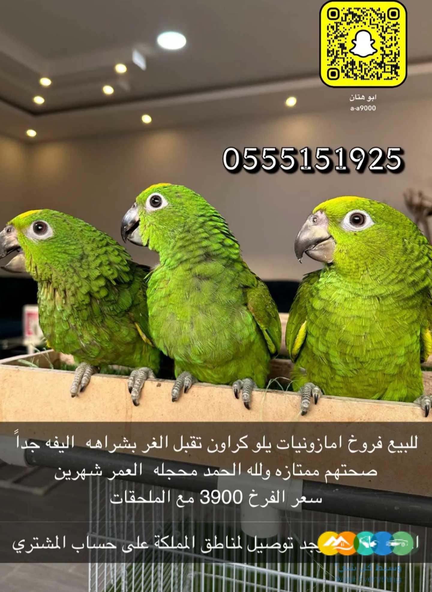 متوفر فروخ يلوكراون اليفه جدا