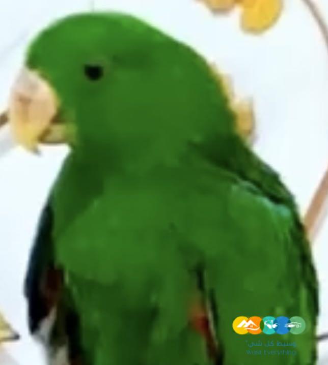 فرخ اكلكتوس ذكر معتمد على نفسه