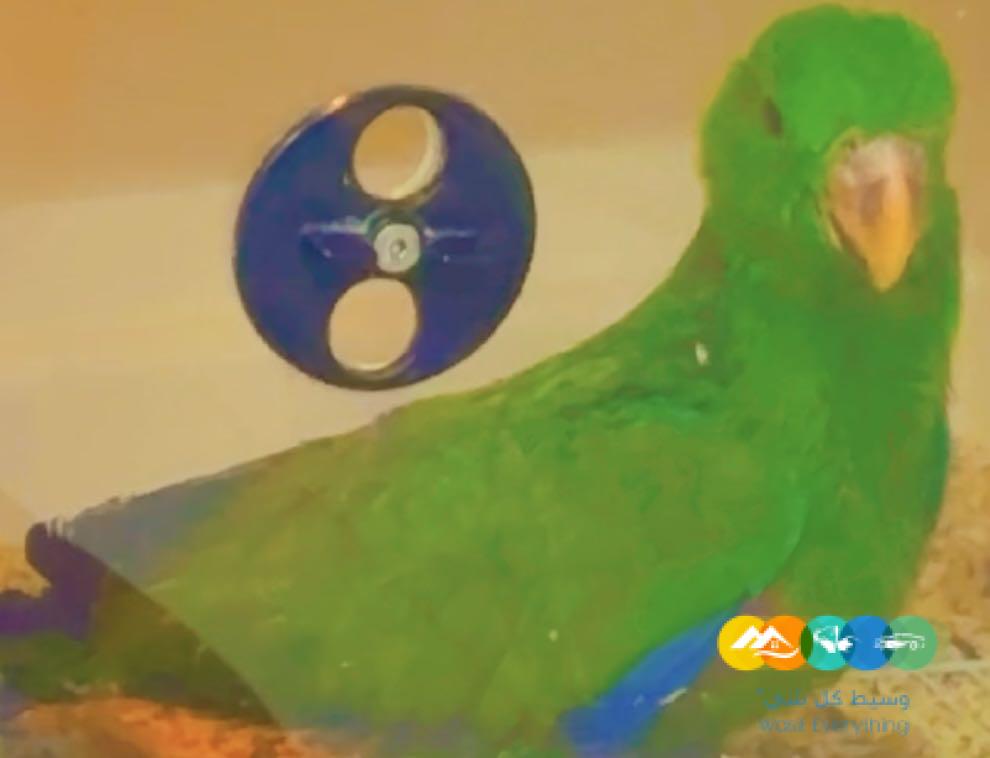 فرخ اكلكتوس ذكر معتمد على نفسه