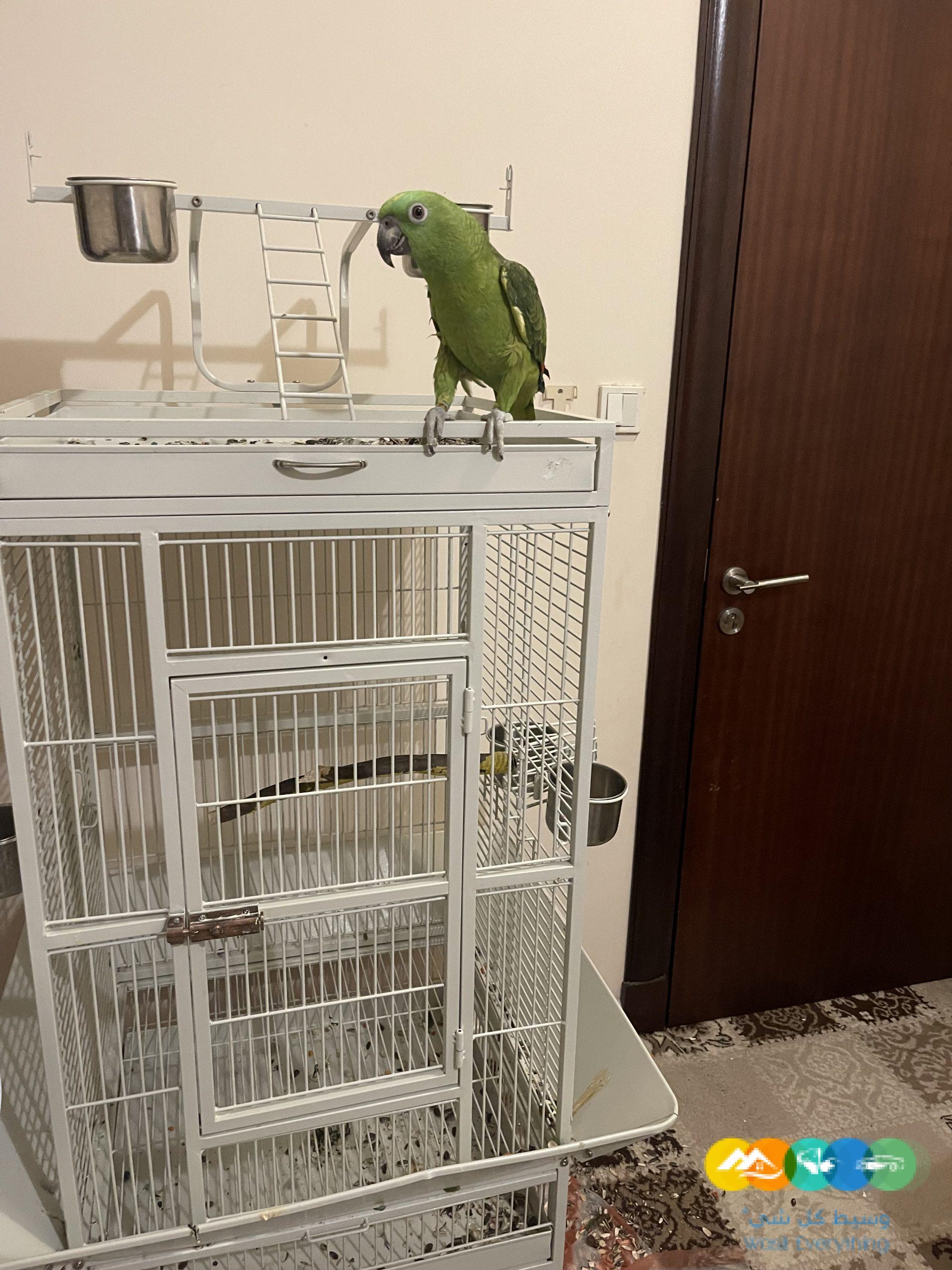 أمروني يلوناب اليف ومتكلم عمرة سنة وأربع أشهر