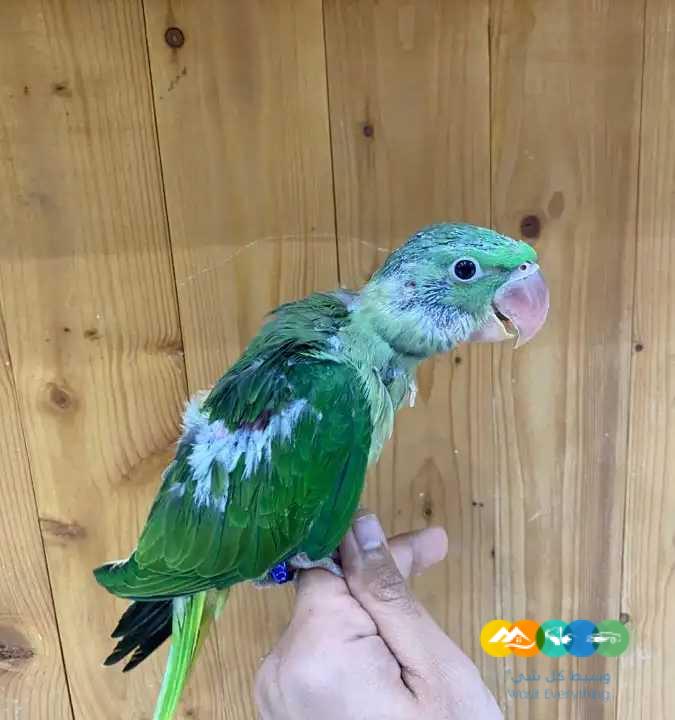 فرخ درة نيبالية – نهاية غر / تم البيع