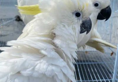 ab0af582-b4aa-43d7-8e4b-8c240a1dd31b