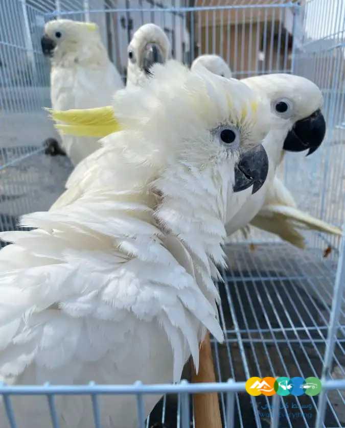 فروخ كوكاتو سلفر كرستد ▪︎ تم البيع ▪︎