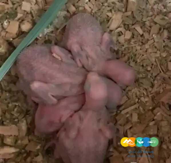 فروخ درة نيبالي / تم بيع الكل