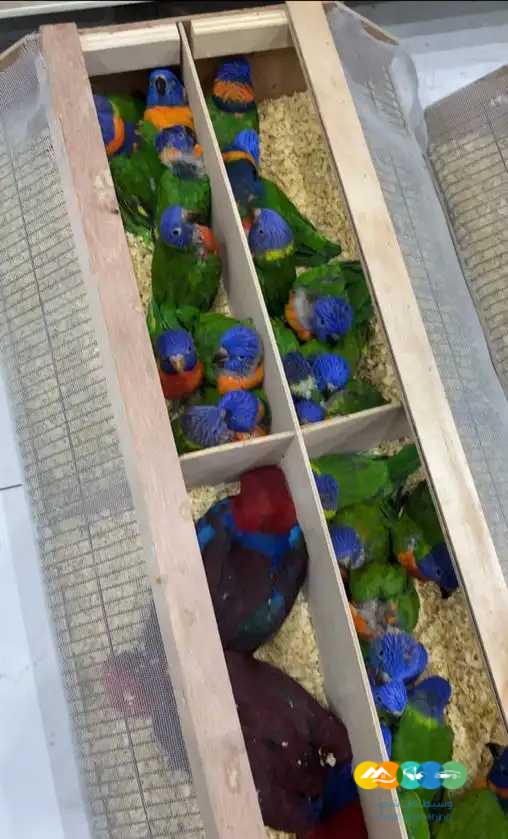 فروخ لوري فروخ صن كنيور فروخ اكلكتوس