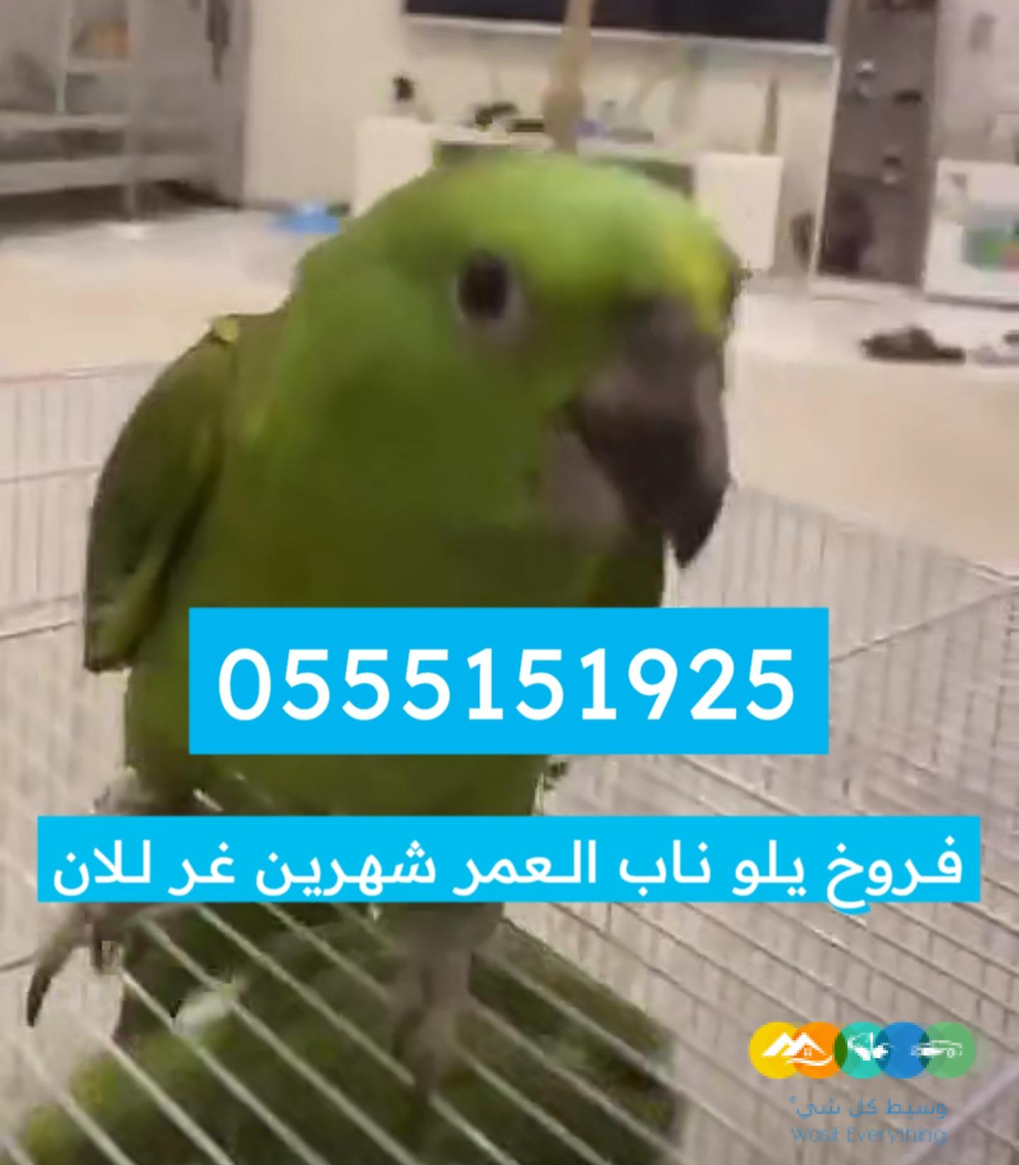 متوفر فروخ يلوناب / تم البيع