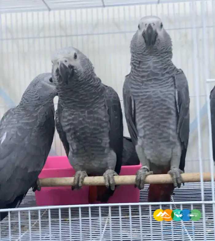 ‏متوفر فروخ كاسكو افريقي / تم البيع