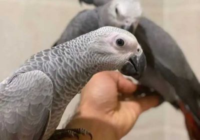 b41a68cc-6764-427e-858a-963ebbbf40eb