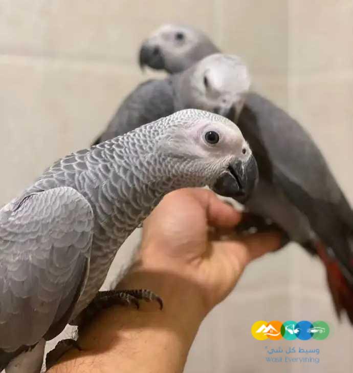 ‏متوفر فروخ كاسكو افريقي / تم البيع