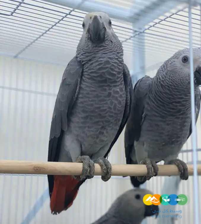 ‏متوفر فروخ كاسكو افريقي / تم البيع