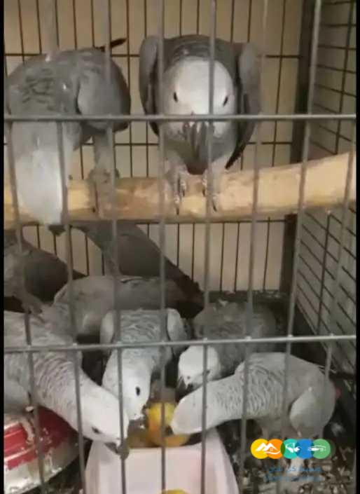 فروخ كاسكو اعمار 5-7 اشهر