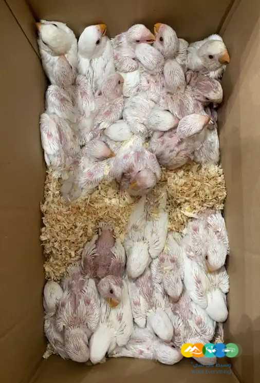 فروخ كنيور فروخ درة فروخ كاسكو