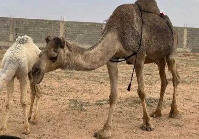 1ffab9ad-b627-4d7d-877d-5943dd5794a1