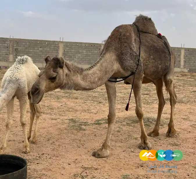 خلفه منيحه وهديه وحليب وافر