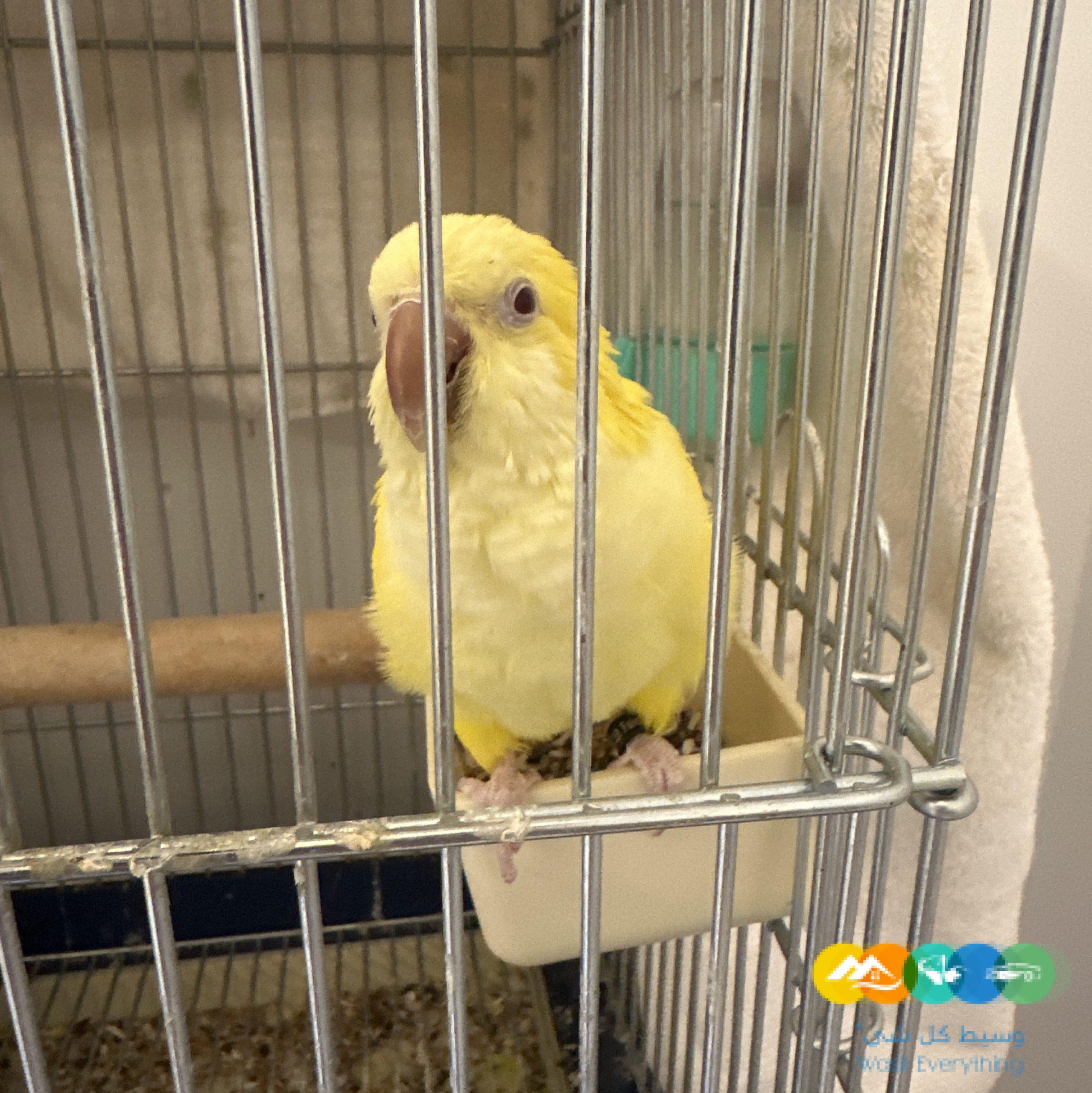 كويكر لاتينو اليف جداا للبيع