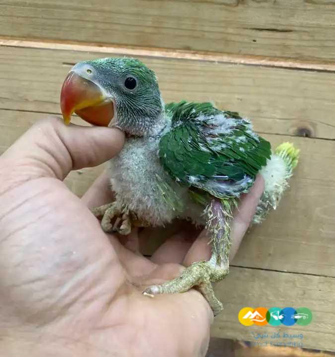 فروخ كنيور فروخ درة فروخ كاسكو